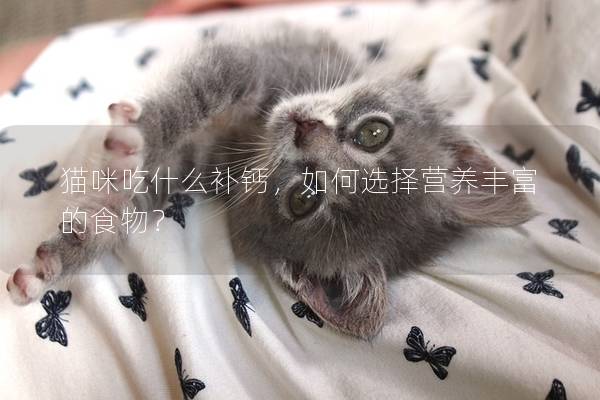 貓咪吃什么補(bǔ)鈣，如何選擇營(yíng)養(yǎng)豐富的食物？