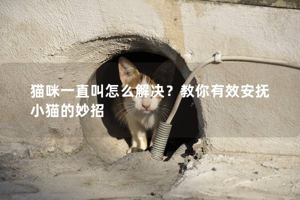 貓咪一直叫怎么解決？教你有效安撫小貓的妙招