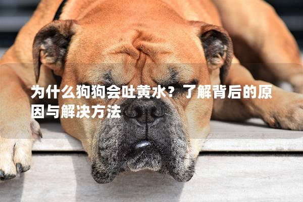為什么狗狗會吐黃水？了解背后的原因與解決方法
