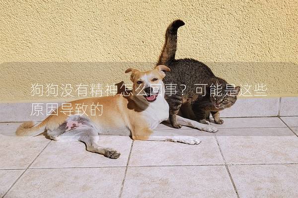 狗狗沒有精神怎么回事？可能是這些原因導致的