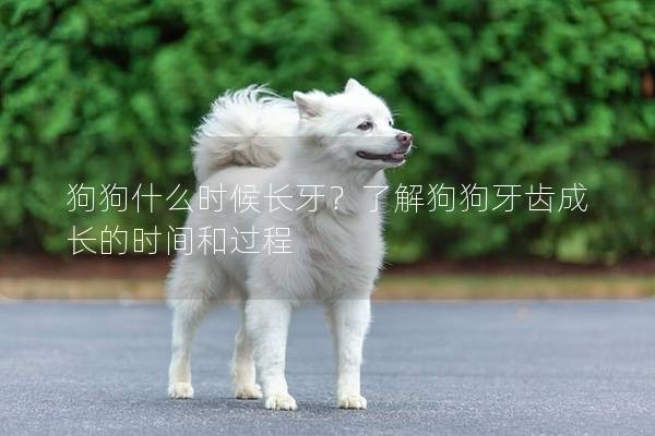 狗狗什么時候長牙？了解狗狗牙齒成長的時間和過程