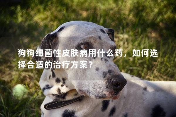 狗狗細(xì)菌性皮膚病用什么藥，如何選擇合適的治療方案？