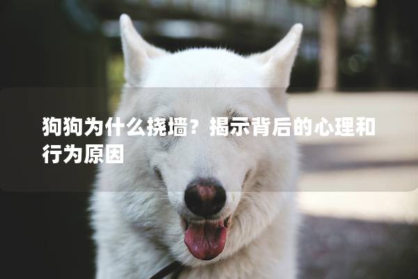 狗狗為什么撓墻？揭示背后的心理和行為原因