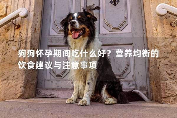狗狗懷孕期間吃什么好？營養均衡的飲食建議與注意事項