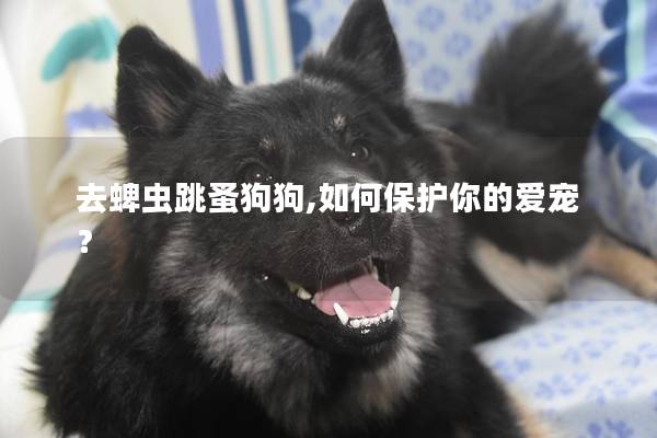 去蜱蟲跳蚤狗狗,如何保護你的愛寵? 去蜱蟲跳蚤狗狗,如何保護你的愛寵?