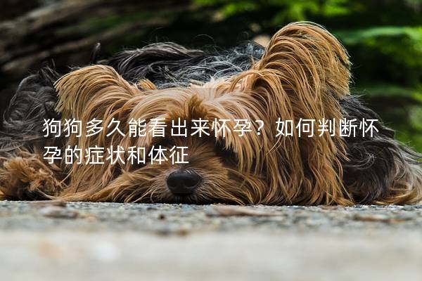 狗狗多久能看出來(lái)懷孕？如何判斷懷孕的癥狀和體征