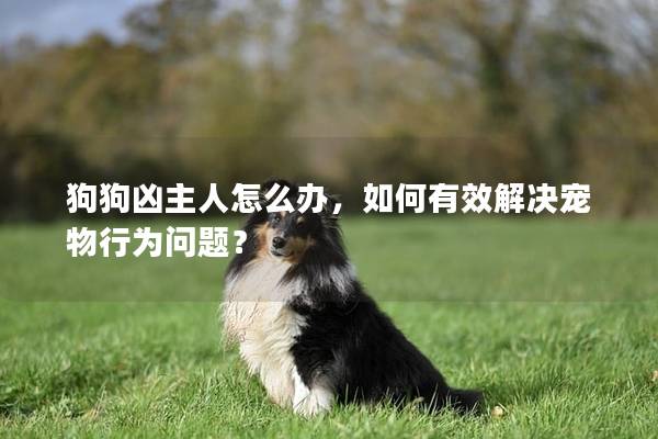 狗狗兇主人怎么辦，如何有效解決寵物行為問題？