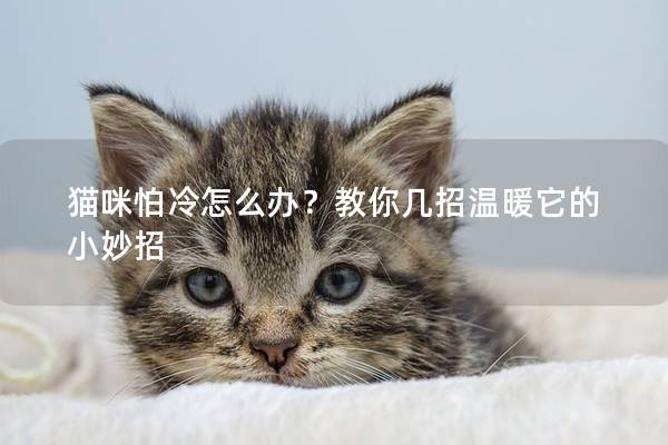 貓咪怕冷怎么辦？教你幾招溫暖它的小妙招