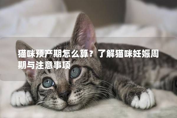 貓咪預產期怎么算？了解貓咪妊娠周期與注意事項