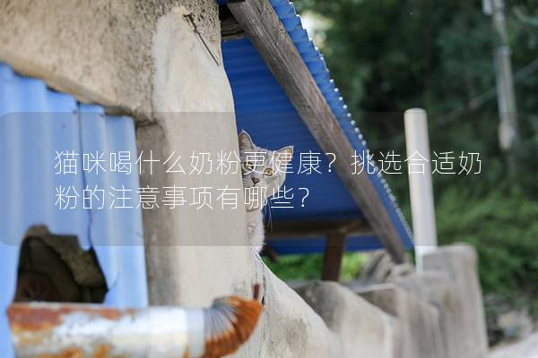 貓咪喝什么奶粉更健康？挑選合適奶粉的注意事項(xiàng)有哪些？