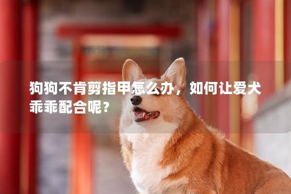 狗狗不肯剪指甲怎么辦，如何讓愛犬乖乖配合呢？