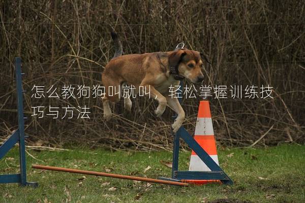 怎么教狗狗叫就叫，輕松掌握訓練技巧與方法