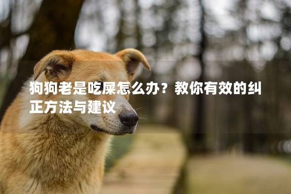 狗狗老是吃屎怎么辦？教你有效的糾正方法與建議