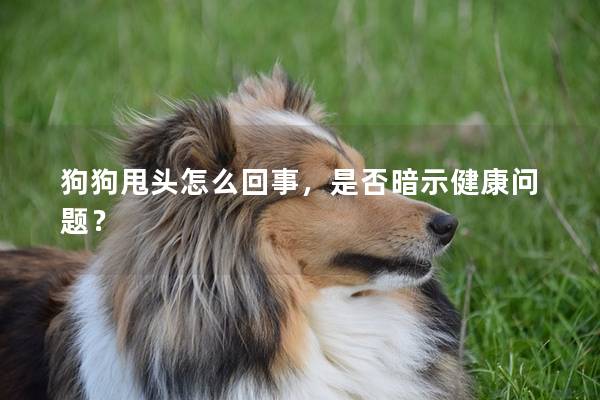 狗狗甩頭怎么回事，是否暗示健康問題？
