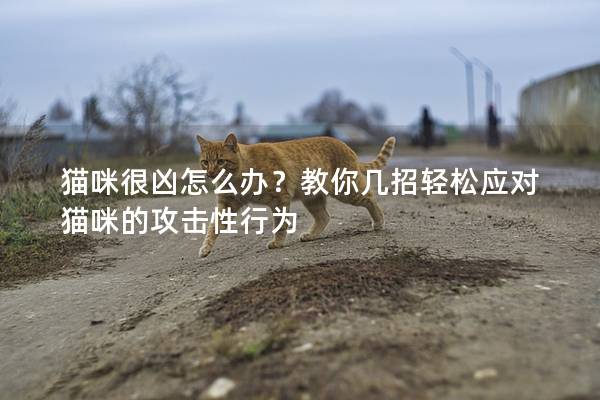 貓咪很兇怎么辦？教你幾招輕松應(yīng)對(duì)貓咪的攻擊性行為