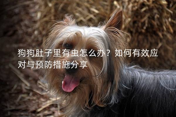 狗狗肚子里有蟲怎么辦？如何有效應對與預防措施分享