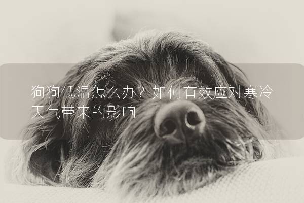 狗狗低溫怎么辦？如何有效應(yīng)對寒冷天氣帶來的影響