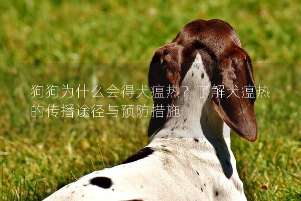 狗狗為什么會(huì)得犬瘟熱？了解犬瘟熱的傳播途徑與預(yù)防措施