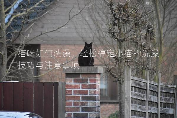 貓咪如何洗澡，輕松搞定小貓的洗澡技巧與注意事項(xiàng)