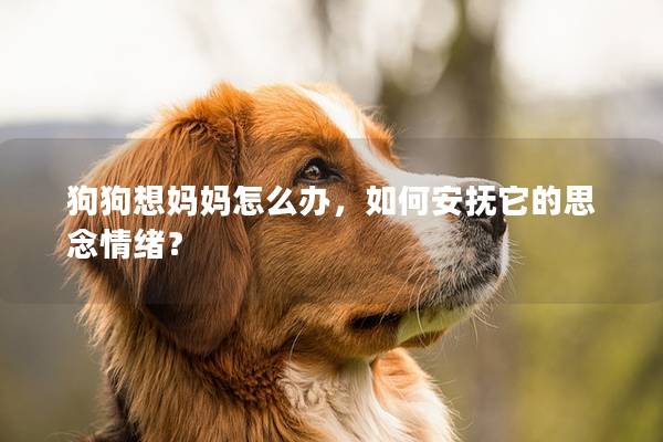 狗狗想媽媽怎么辦,如何安撫它的思念情緒? 狗狗想媽媽怎么辦,如何安撫它的思念情緒?
