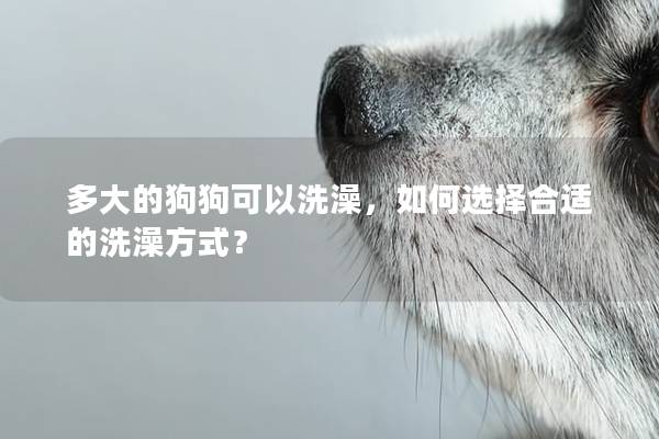 多大的狗狗可以洗澡,如何選擇合適的洗澡方式? 多大的狗狗可以洗澡,如何選擇合適的洗澡方式?