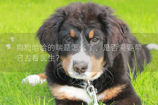 狗狗哈哈的喘是怎么了，是否需要帶它去看醫生？