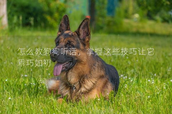 怎么教狗狗聽話，掌握這些技巧讓它乖巧如初