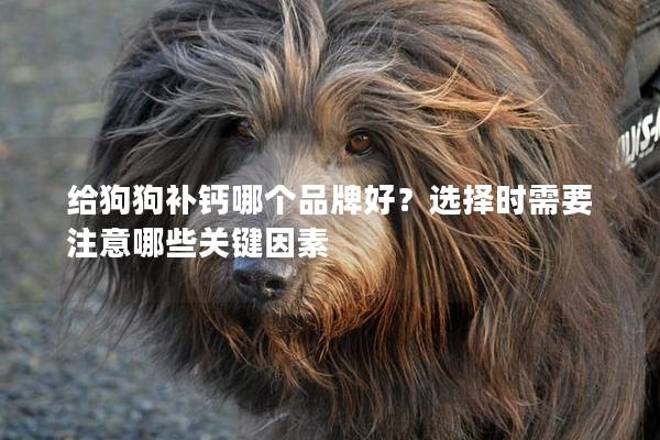 給狗狗補(bǔ)鈣哪個(gè)品牌好?選擇時(shí)需要注意哪些關(guān)鍵因素 給狗狗補(bǔ)鈣哪個(gè)品牌好?選擇時(shí)需要注意哪些關(guān)鍵因素