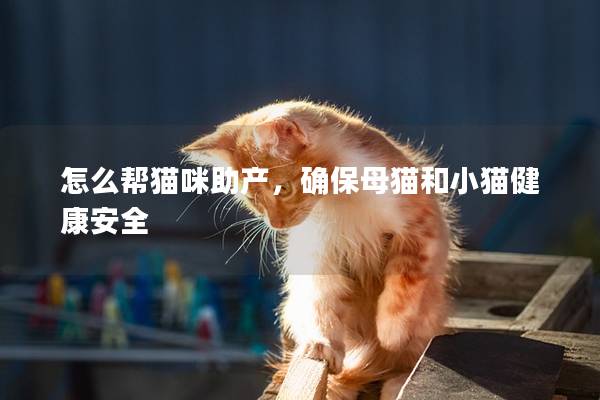 怎么幫貓咪助產，確保母貓和小貓健康安全