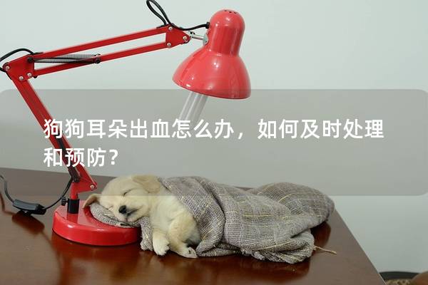 狗狗耳朵出血怎么辦，如何及時處理和預防？