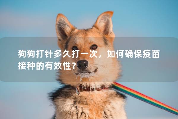 狗狗打針多久打一次，如何確保疫苗接種的有效性？