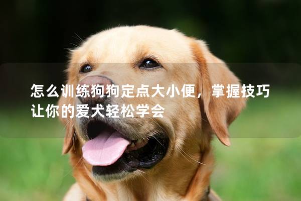 怎么訓(xùn)練狗狗定點(diǎn)大小便，掌握技巧讓你的愛(ài)犬輕松學(xué)會(huì)
