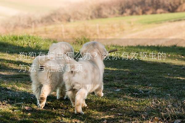 狗狗有蛔蟲怎么辦？教你有效驅蟲的方法與注意事項