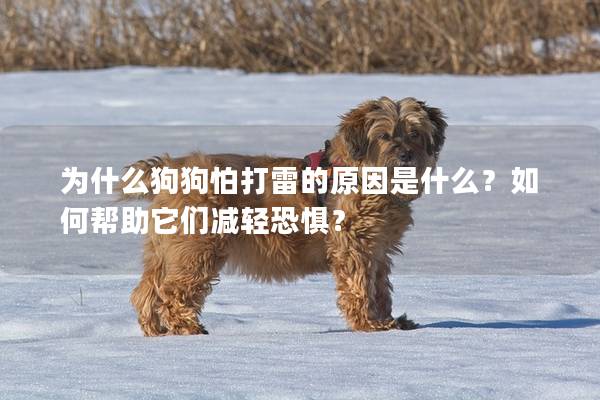 為什么狗狗怕打雷的原因是什么？如何幫助它們減輕恐懼？