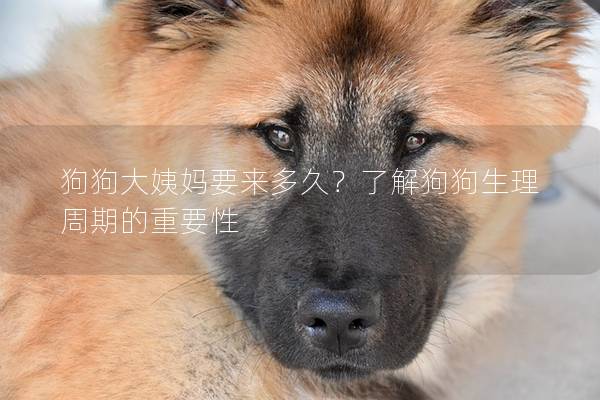狗狗大姨媽要來多久？了解狗狗生理周期的重要性