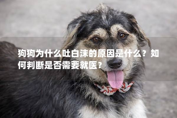 狗狗為什么吐白沫的原因是什么？如何判斷是否需要就醫(yī)？