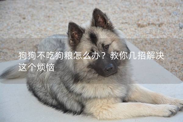 狗狗不吃狗糧怎么辦？教你幾招解決這個煩惱