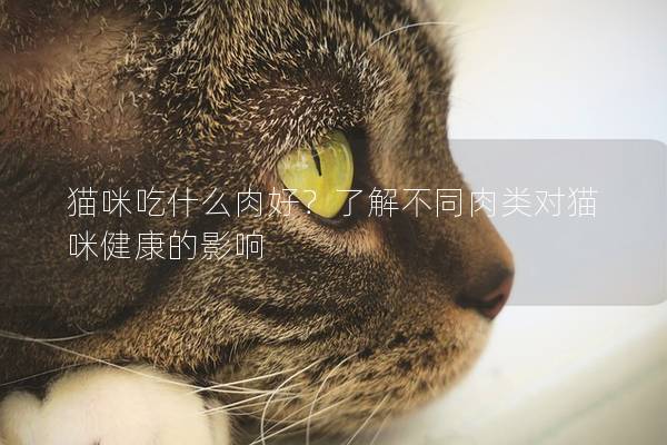 貓咪吃什么肉好？了解不同肉類對貓咪健康的影響