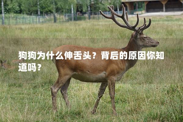 狗狗為什么伸舌頭？背后的原因你知道嗎？