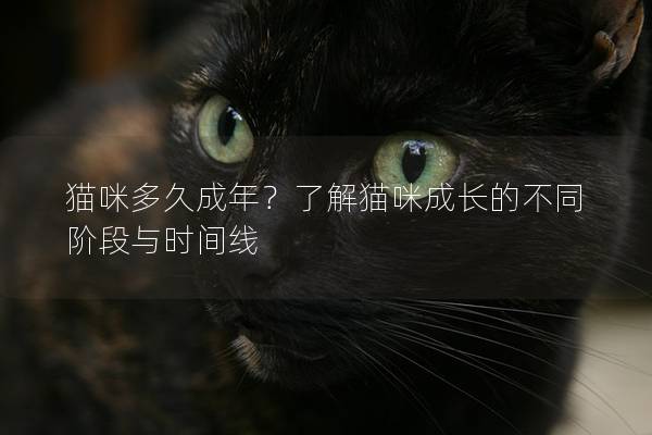 貓咪多久成年?了解貓咪成長的不同階段與時間線 貓咪多久成年?了解貓咪成長的不同階段與時間線
