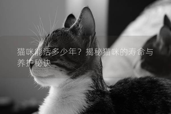 貓咪能活多少年？揭秘貓咪的壽命與養護秘訣