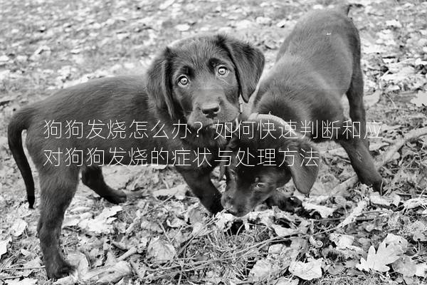 狗狗發(fā)燒怎么辦？如何快速判斷和應對狗狗發(fā)燒的癥狀與處理方法