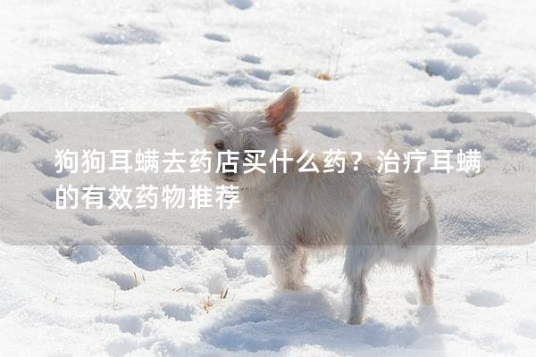 狗狗耳螨去藥店買什么藥？治療耳螨的有效藥物推薦