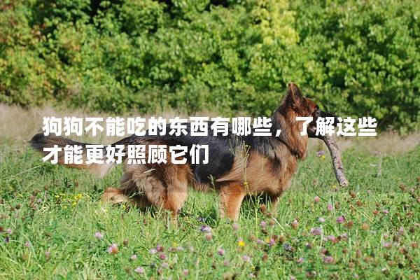 狗狗不能吃的東西有哪些，了解這些才能更好照顧它們