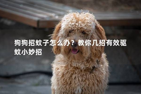 狗狗招蚊子怎么辦？教你幾招有效驅蚊小妙招