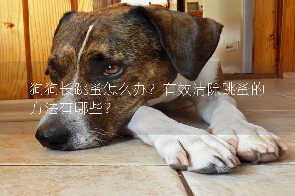狗狗長跳蚤怎么辦?有效清除跳蚤的方法有哪些?