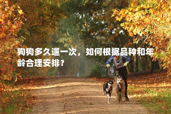 狗狗多久遛一次，如何根據品種和年齡合理安排？