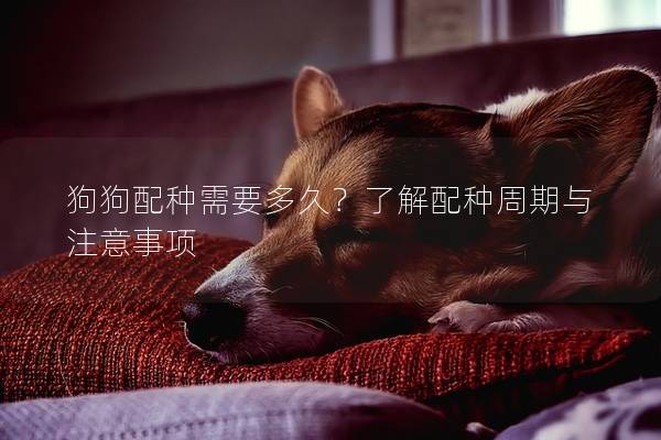 狗狗配種需要多久？了解配種周期與注意事項
