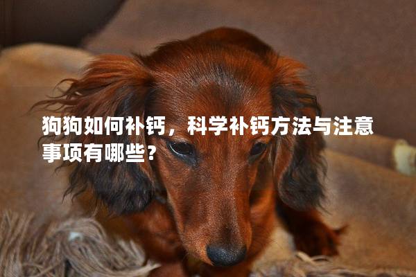 狗狗如何補鈣，科學補鈣方法與注意事項有哪些？
