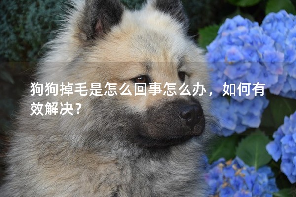 狗狗掉毛是怎么回事怎么辦，如何有效解決？